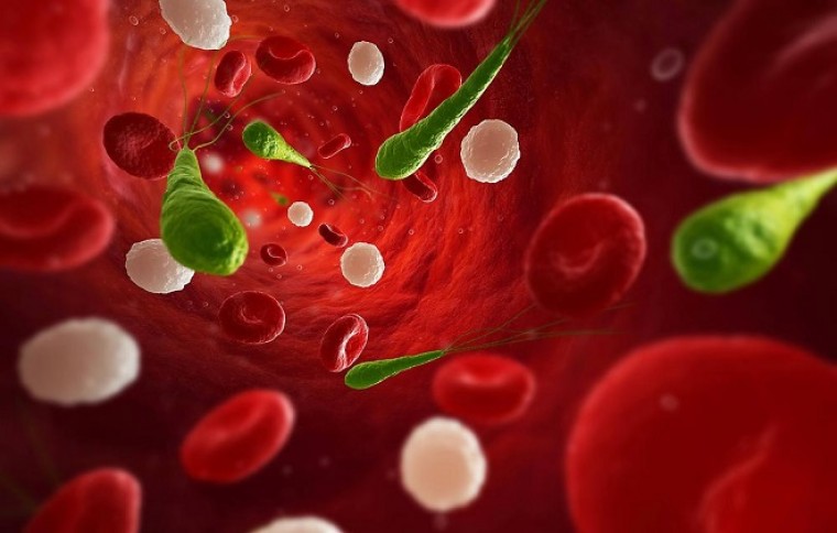 Влияние низкочастотного магнитного поля на структуру глобулярных белков крови