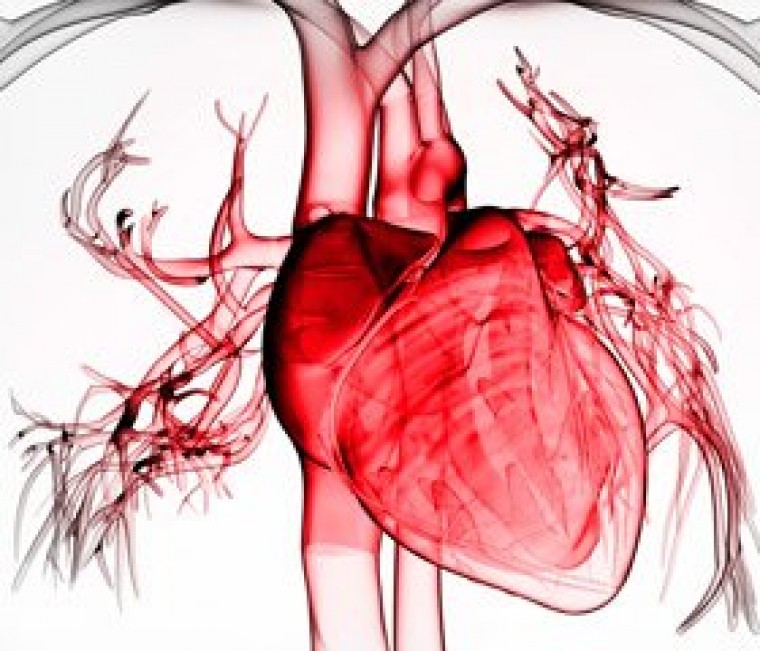Структурно-функциональные изменения кардиоваскулрной системы, липидные и гемостазиологические нарушения после трансплантации печени и почек