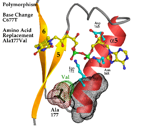 Распространенность полиморфизма гена метилентетрагидрофолатредуктазы (c677t) у пациентов с крупноочаговым инфарктом миокарда и рецидивирующими коронарными событиями