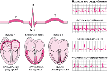 Особенности вариабельности ритма сердца у пациентов с пароксизмальной и персистирующей формами фибрилляциитрепетания предсердий