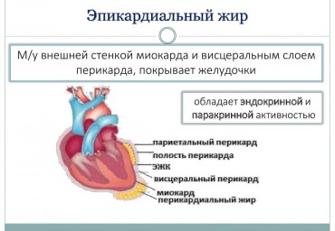 Эпикардиальное ожирение как фактор кардиоваскулярного риска у пациентов с безболевой ишемией миокарда