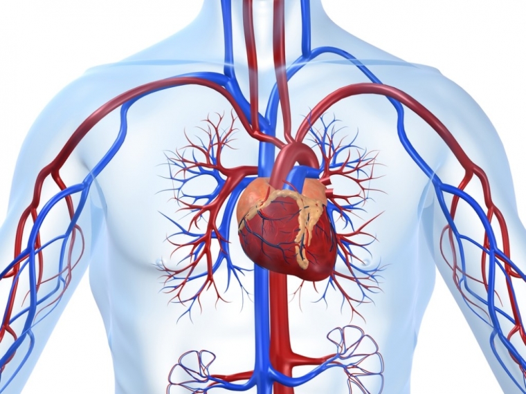 Функциональное состояние сердечно-сосудистой системы с учетом полиморфизма t786c гена еnos