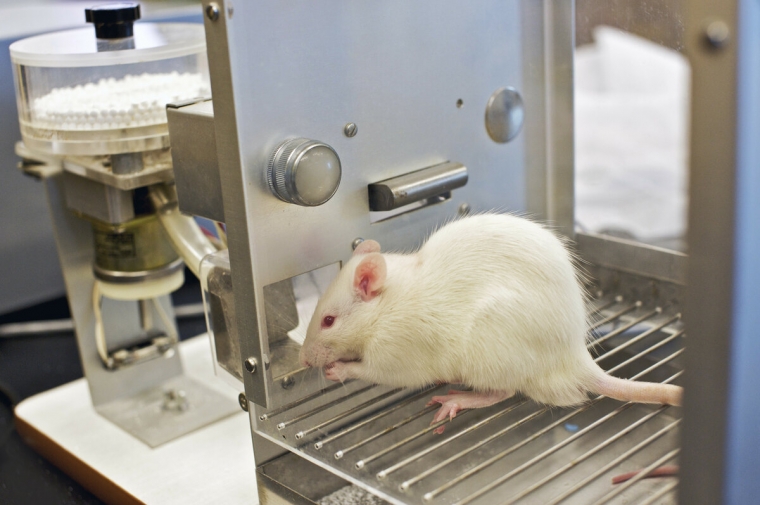 Динамика вариабельности ритма сердца у крыс со стрептозотоциновым сахарным диабетом