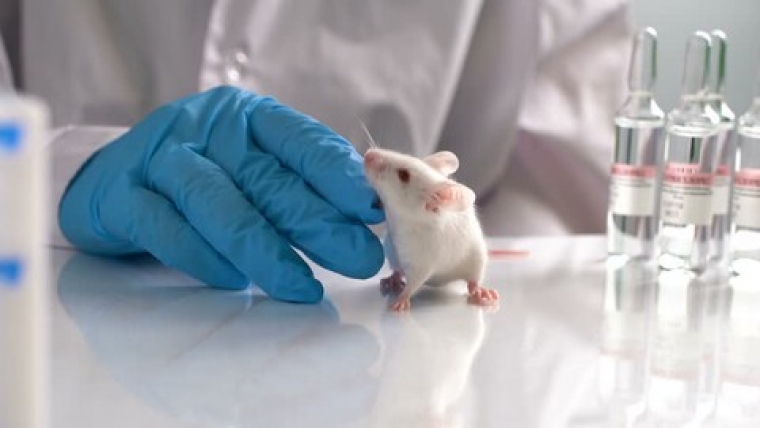Связь вариабельности ритма сердца, динамики нейропатии вегетативного отдела нервной системы и изменений температурной чувствительности у крыс со стрептозотоциновым сахарным диабетом