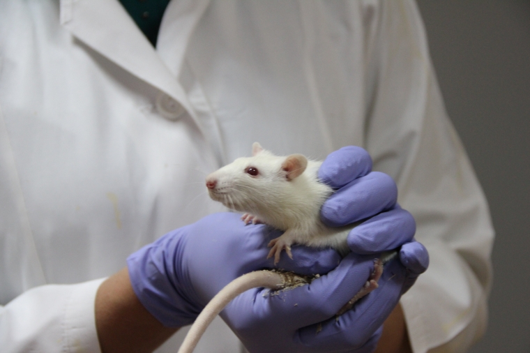 Влияние блокады М-холинорецепторов на сердечную деятельность плодов крыс