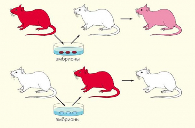 Ремоделирование сердца нормотензивных и гипертензивных крыс при сочетанном воздействии гипокинезии и температуры окружающей среды