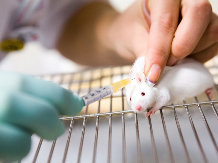 Влияние комбинированной антимикробной терапии на ишемически-реперфузионное повреждение миокарда у крыс с острым воспалением толстой кишки на фоне алиментарного ожирения