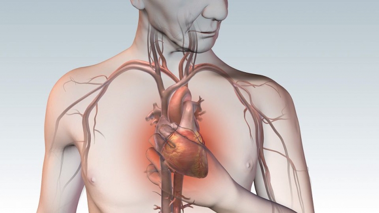 Структурно-функциональное состояние сердечно-сосудистой системы пациентов с инфарктом миокарда и острым ишемическим повреждением почек